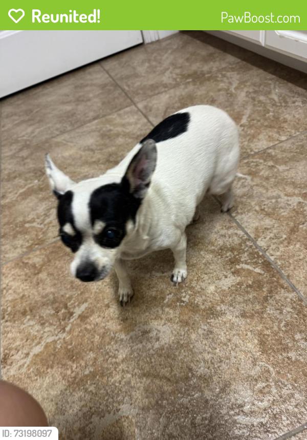 Reunited Female Dog last seen Grantland & Bullard, Fresno, CA 93723