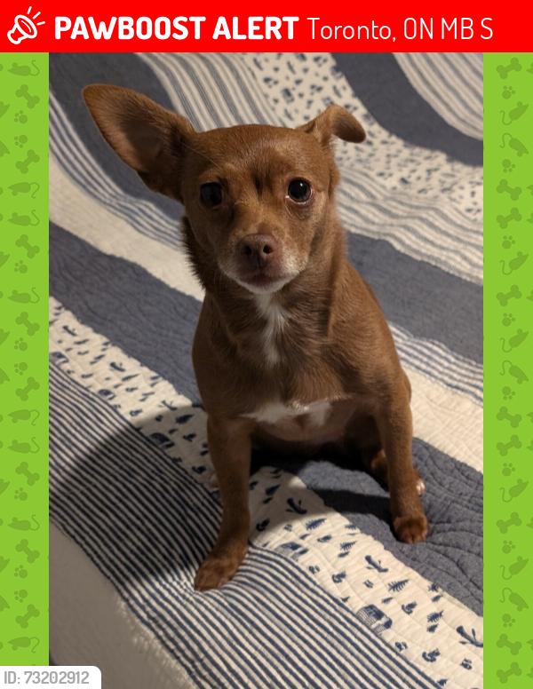 Lost Female Dog last seen Yong and Gerrard, Toronto, ON M5B 1S1