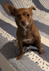 Lost Female Dog last seen Yong and Gerrard, Toronto, ON M5B 1S1