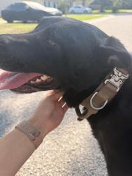 Found/Stray Male Dog last seen Pleasant Ridge Drive and N Ridgebrook, North Charleston, SC 29420