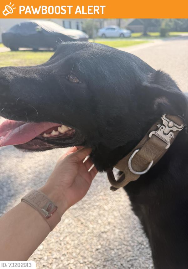 Found/Stray Male Dog last seen Pleasant Ridge Drive and N Ridgebrook, North Charleston, SC 29420