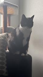 Reunited Female Cat last seen Emily St, Castle Rock, CO 80109