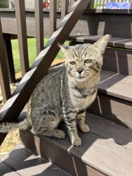 Reunited Unknown Cat last seen Near kiddie academy, Mechanicsburg, PA 17050