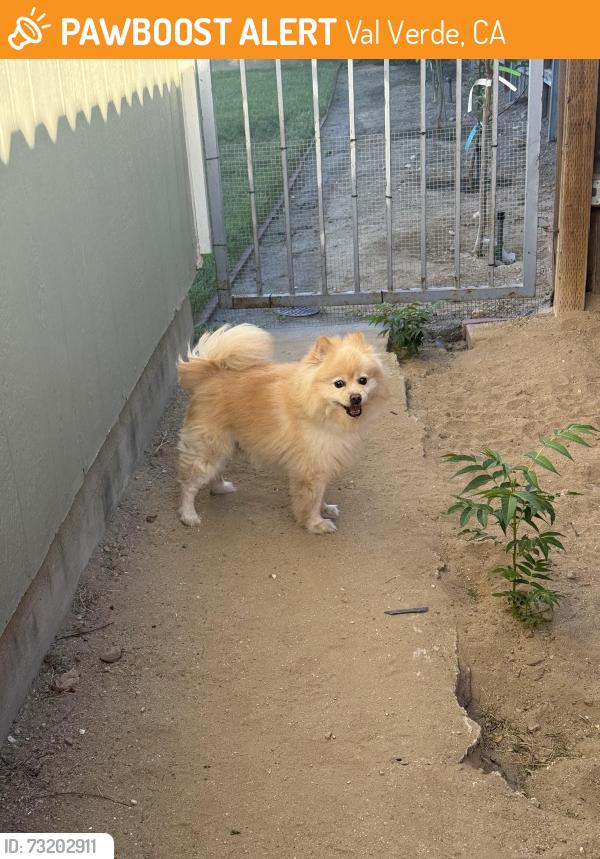 Found/Stray Unknown Dog last seen Lincoln Avenue Castaic, Val Verde, CA 91384