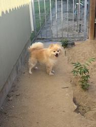 Found/Stray Unknown Dog last seen Lincoln Avenue Castaic, Val Verde, CA 91384