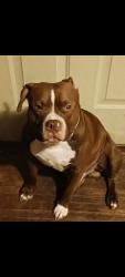 Lost Male Dog last seen Delaware, Toledo, OH 43610
