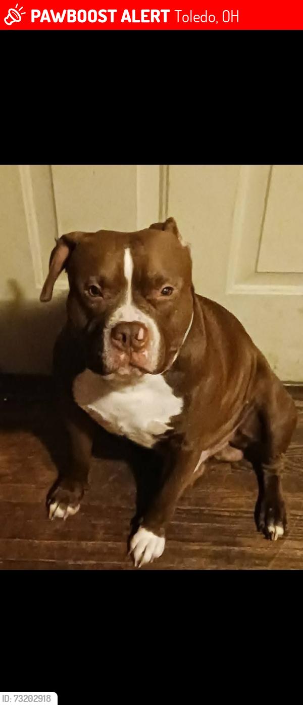 Lost Male Dog last seen Delaware, Toledo, OH 43610