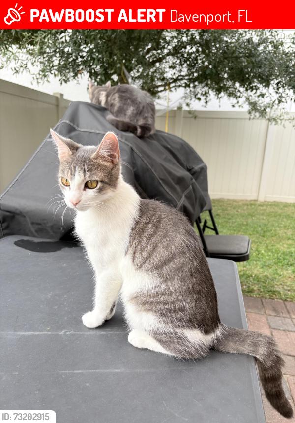 Lost Female Cat last seen Davenport, Davenport, FL 33837