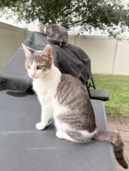 Lost Female Cat last seen Davenport, Davenport, FL 33837