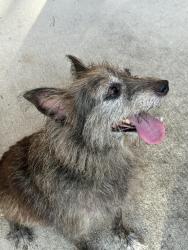 Reunited Unknown Dog last seen Hexham Dr, Champion Forest, TX 77069
