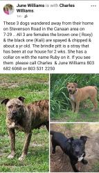 Lost Female Dog last seen Stevenson rd Off Cannon Bridge Rd Cannan area, Cope, SC 29038