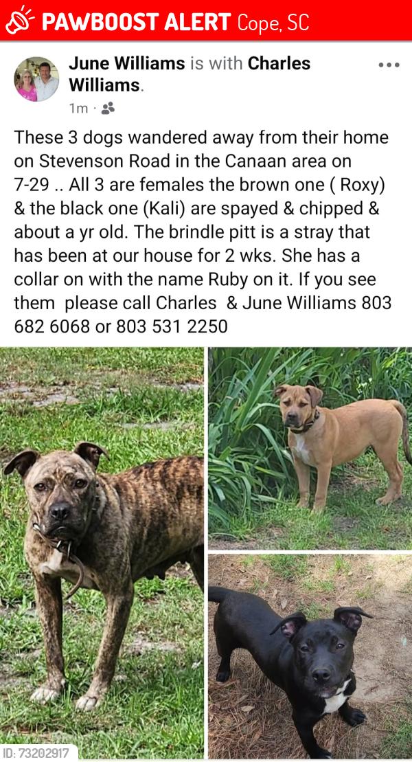 Lost Female Dog last seen Stevenson rd Off Cannon Bridge Rd Cannan area, Cope, SC 29038