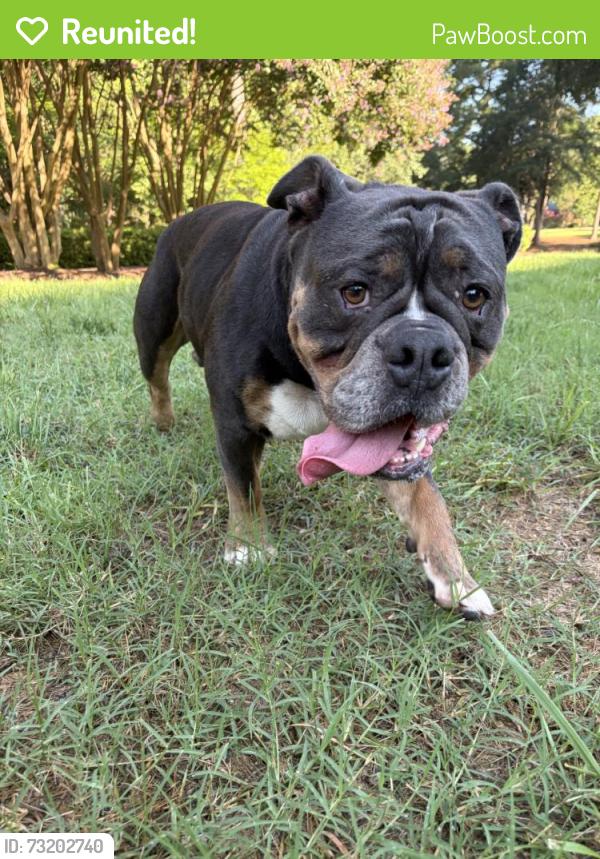Reunited Male Dog last seen Near Allenby Dr, Raleigh, NC 27604, USA, Raleigh, NC 27604