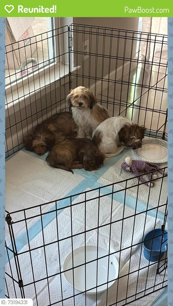Reunited Female Dog last seen Hidden mist street, San Antonio, TX 78250
