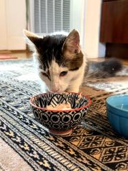Found/Stray Unknown Cat last seen Oakland Tech High School, Oakland, CA 94609