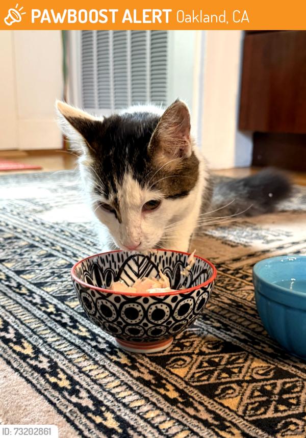 Found/Stray Unknown Cat last seen Oakland Tech High School, Oakland, CA 94609