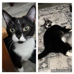 Reunited Female Cat last seen Simmons St, New Bern, NC 28562