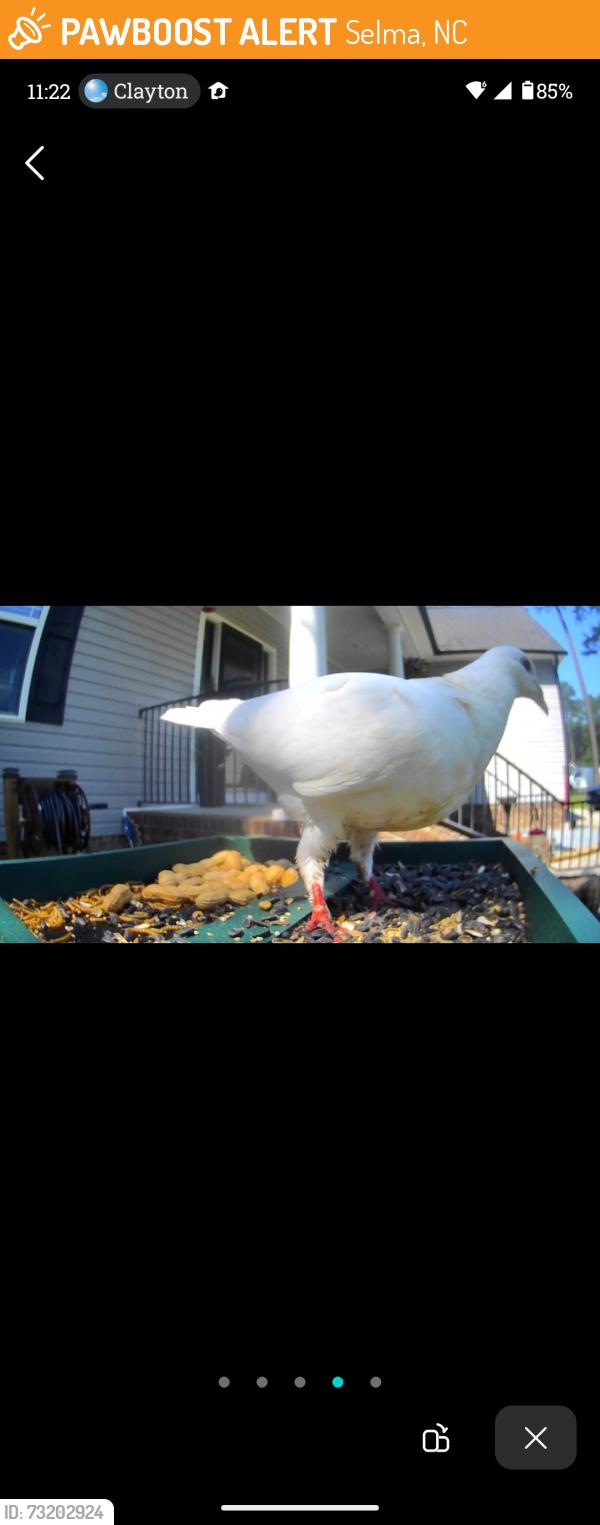 Found/Stray Unknown Bird last seen Eastfield Crossing, Selma, NC 27576