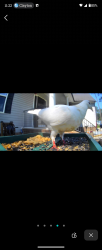 Found/Stray Unknown Bird last seen Eastfield Crossing, Selma, NC 27576