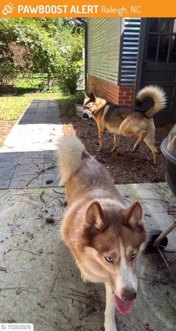 Found/Stray Unknown Dog last seen Brookside and Monroe, Raleigh, NC 27604