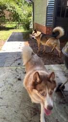 Found/Stray Unknown Dog last seen Brookside and Monroe, Raleigh, NC 27604