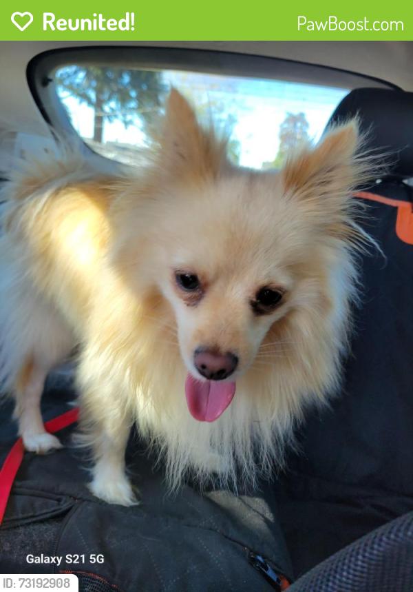 Reunited Male Dog last seen 274th and 123rd ave se, Kent WA, Kent, WA 98030