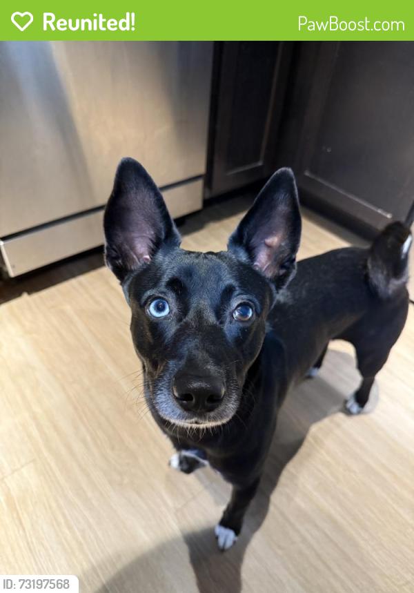 Reunited Male Dog last seen Near SW 37 Ct, Davie, FL 33314, USA, Davie, FL 33314