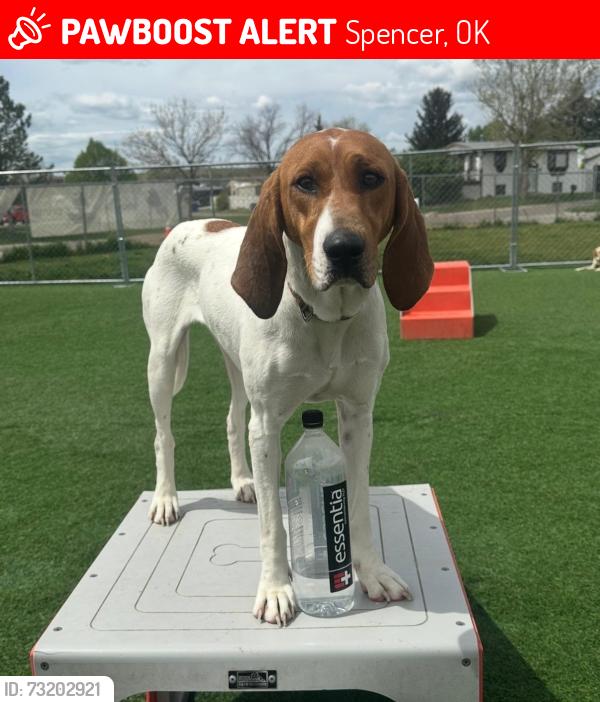Lost Female Dog last seen NE 33rd St and Spencer Rd Near Spencer High School, Spencer, OK 73084