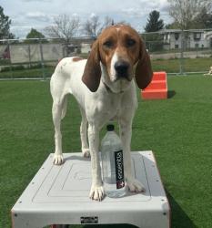 Lost Female Dog last seen NE 33rd St and Spencer Rd Near Spencer High School, Spencer, OK 73084