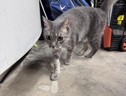 Reunited Unknown Cat last seen Quebec & Otero, Centennial, CO 80112