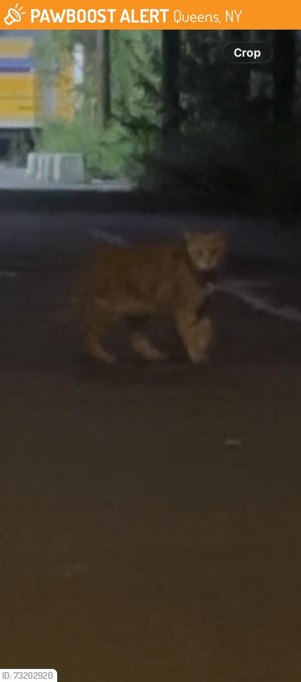 Found/Stray Unknown Cat last seen 45th Avenue and Vernon blvd, was heading towards 10th street after crossing vernon, Queens, NY 11101