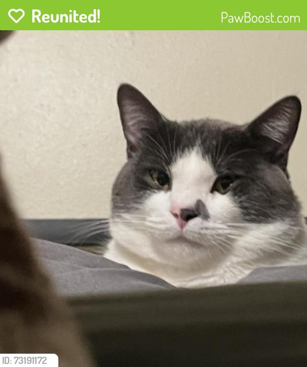 Reunited Male Cat last seen Barrie Ave & euston, Flint, MI 48507