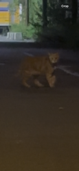 Found/Stray Unknown Cat last seen 45th Avenue and Vernon blvd, was heading towards 10th street after crossing vernon, Queens, NY 11101