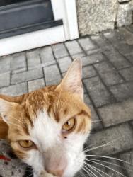 Reunited Male Cat last seen Near grand street I feed him right outside my hse very friendly and lets me pet him a lot definitely a hse cat, Worcester, MA 01603