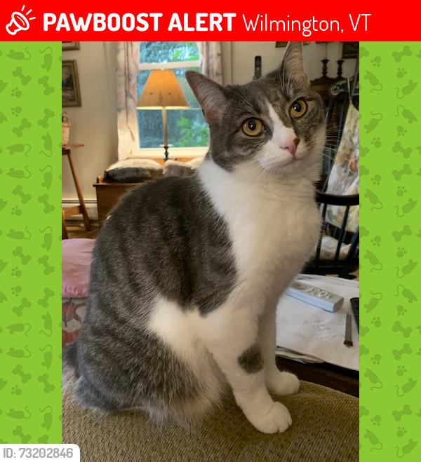 Lost Female Cat last seen !.5 miles west of the center of Wilmington, just past High country Marine where the river goes into the lake., Wilmington, VT 05363
