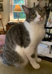 Lost Female Cat last seen !.5 miles west of the center of Wilmington, just past High country Marine where the river goes into the lake., Wilmington, VT 05363