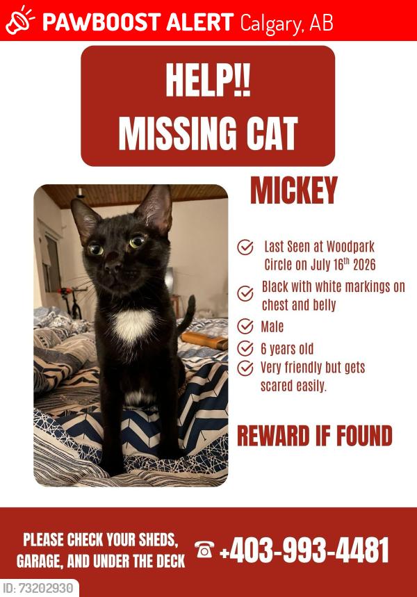 Lost Male Cat last seen Woodpark Circle SW, Calgary, AB 