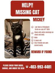 Lost Male Cat last seen Woodpark Circle SW, Calgary, AB 