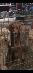 Reunited Male Dog last seen Cartwright and La Quinta, Missouri City, TX 77459