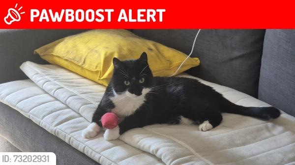 Lost Male Cat last seen Neasden lane, Greater London, England NW10 2TS