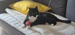 Lost Male Cat last seen Neasden lane, Greater London, England NW10 2TS