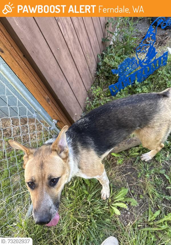 Found/Stray Unknown Dog last seen Near Ferndale Hifh school, Ferndale, WA 98248