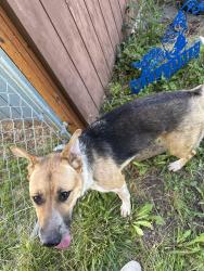 Found/Stray Unknown Dog last seen Near Ferndale Hifh school, Ferndale, WA 98248