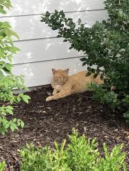 Lost Male Cat last seen By Weatherby, Kansas City, MO 64152