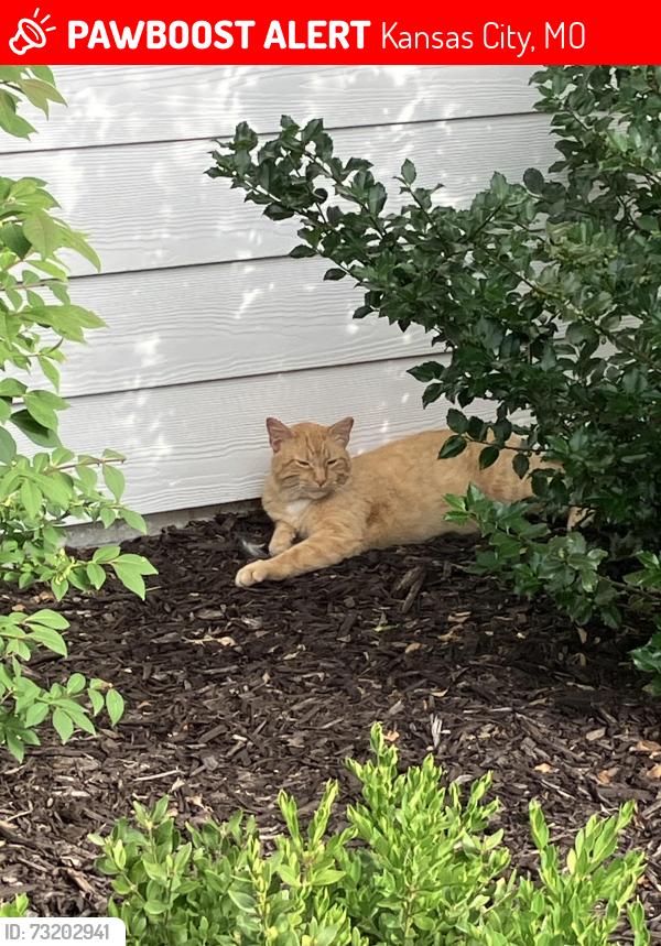 Lost Male Cat last seen By Weatherby, Kansas City, MO 64152