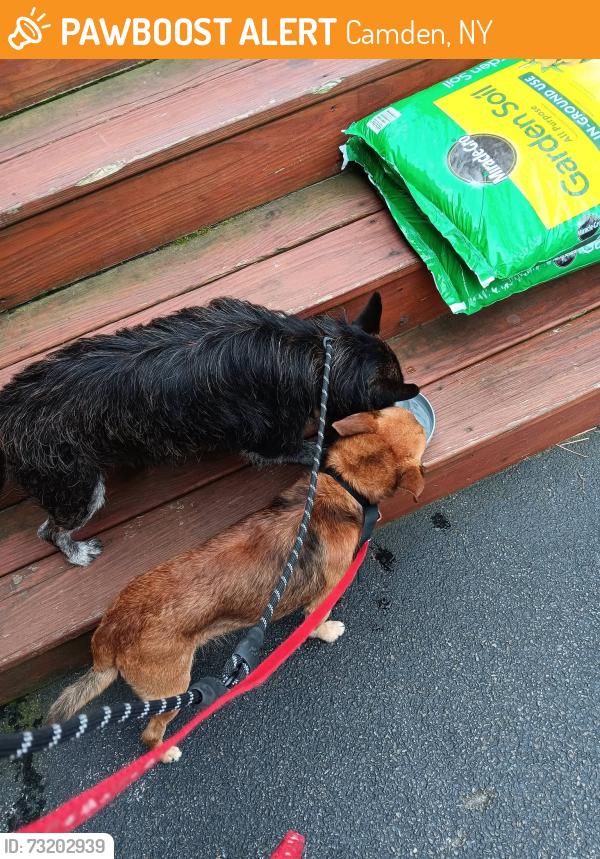Found/Stray Male Dog last seen Camden, NY 13316, Camden, NY 13316