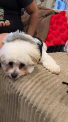 Lost Male Dog last seen Forest park ave 21207, Baltimore, MD 21207