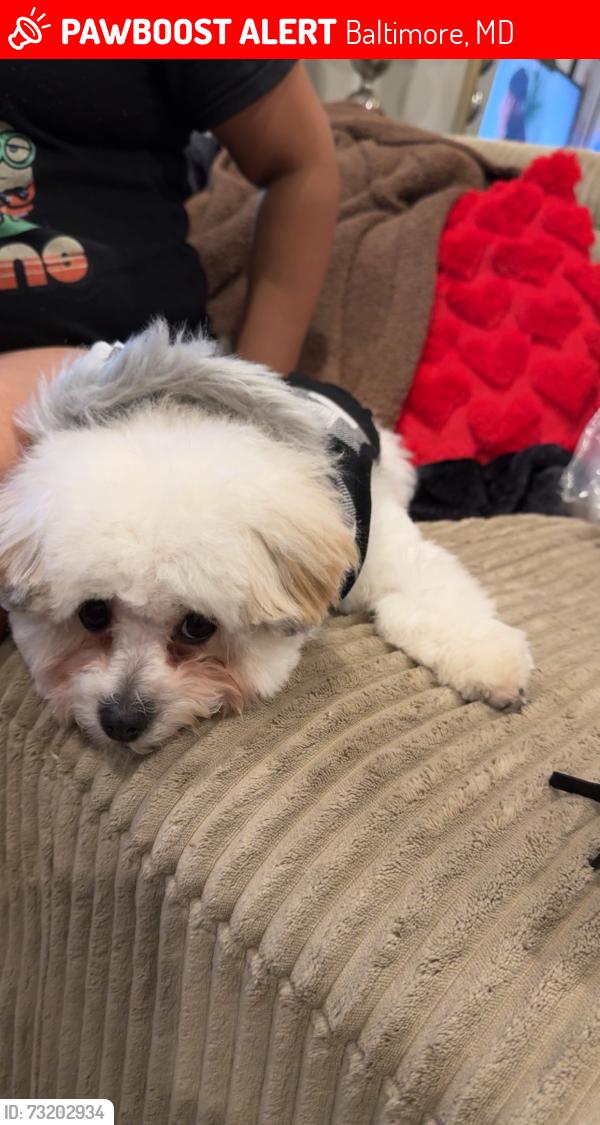 Lost Male Dog last seen Forest park ave 21207, Baltimore, MD 21207