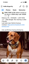Lost Male Dog last seen s Hetrick Ave, palmyra pa 17078, Palmyra, PA 17078