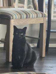 Found/Stray Unknown Cat last seen Near N Lumina Ave Wrightsville Beach NC, Wrightsville Beach, NC 28480